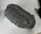 Double Phacops Araw Trilobite Plate #13545-4
